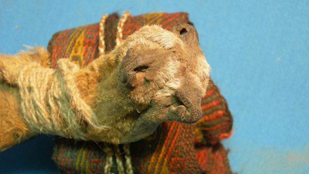 Fox-Snout-Pouch-5719-625x352